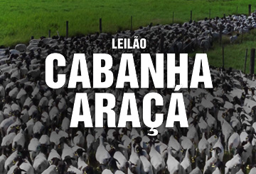 LEILÃO CABANHA ARAÇÁ